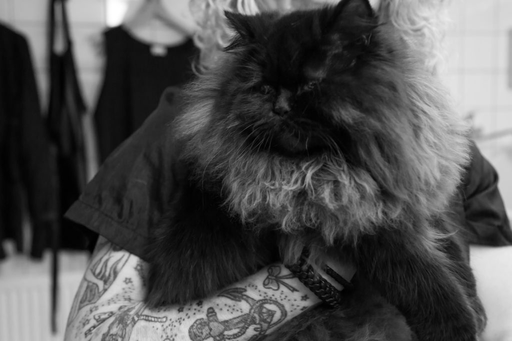 Contact The Catbarber